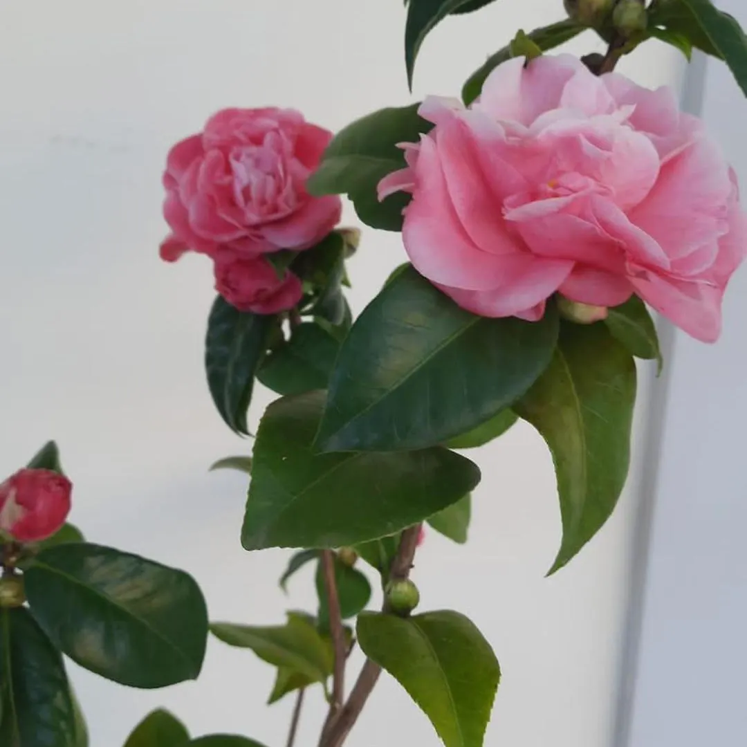Villa Incanto Forte dei Marmi Holiday home