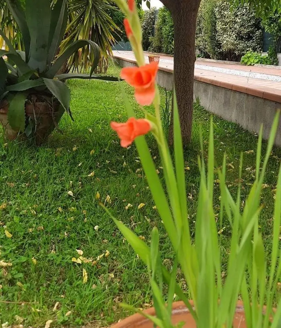 Villa Incanto Forte dei Marmi Holiday home